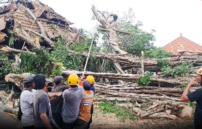 Detik-detik Pohon Beringin Raksasa Roboh Timpa Pura di Sengkidu, Karangasem