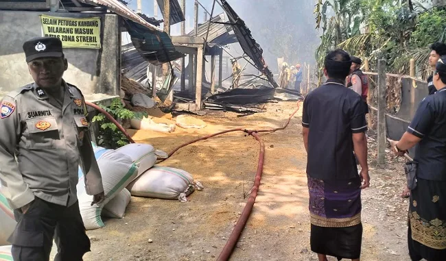 15 Ribu Ayam Terpanggang dalam Kebakaran Kandang di Abiansemal, Kerugian Tembus Rp 3 Miliar