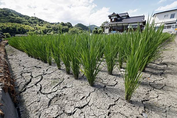 Ancaman Kekeringan Mengintai Musim Tanam II, 7 Ribu Hektar Sawah di Badung Tercover Asuransi