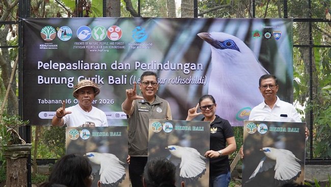 Kabar Baik Konservasi! 15 Ekor Curik Bali Kembali ke Habitat Alaminya di Desa Tengkudak dan Pura Luhur Besi Kalung