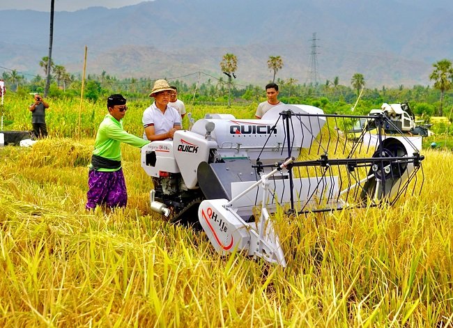 Tanam Varietas Unggul Bridantara 8 Saat Kemarau, Petani Buleleng Sukses Panen 10,5 Ton per Hektare