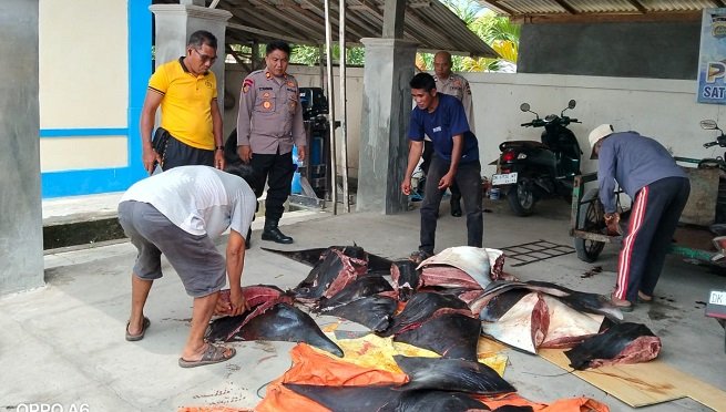 Kepergok Narik Gerobak di Pengambengan! Pria berinisial M Diamankan Bersama 11 Pari Mobula Terpotong-potong