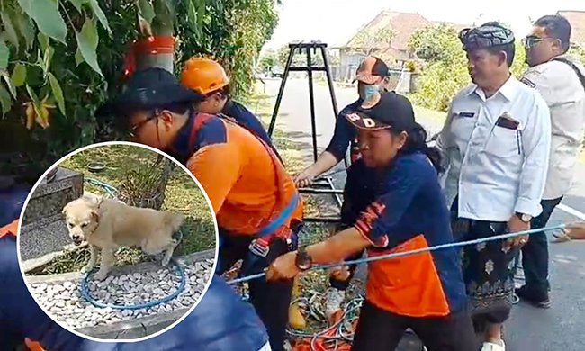 Meraung dari Dasar Jurang Seharian, Anjing Kintamani Dievakuasi BPBD Klungkung