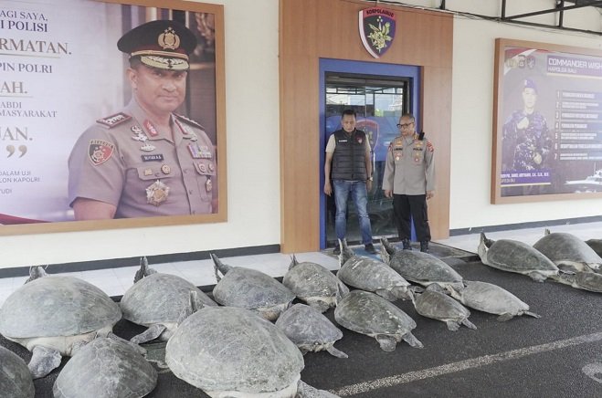 Perahu Misterius Tanpa Awak Terdampar di Pantai Serangan, Saat Diperiksa Isinya 22 Ekor Penyu Hijau Hidup